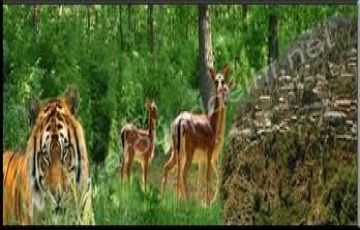 Beautiful 7 Days Jim Corbett Wildlife Vacation Package