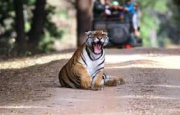 Amazing 3 Days Nagpur to Nagpur - Kanha National Park Nagpur Vacation Package