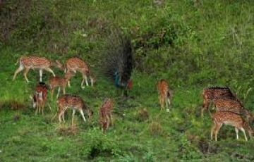 5 Days 4 Nights New Delhi to Munnar Weekend Getaways Tour Package