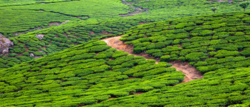 Family Getaway 3 Days Kerala Hill Stations Tour Package