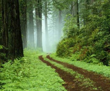 Memorable 2 Days Wayanad Tour Package by Supreme Travelers