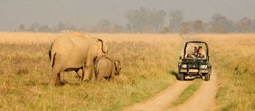 8 Days 7 Nights Jim Corbett National Park Vacation Package