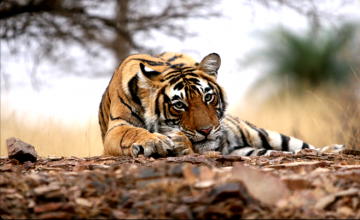 2 Days Ranthambhore Fort Culture and Heritage Vacation Package