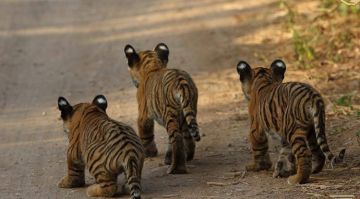 Heart-warming 3 Days 2 Nights Ranthambhore Fort Family Holiday Package