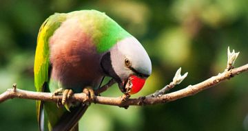 Heart-warming 2 Days Goa Romantic Holiday Package