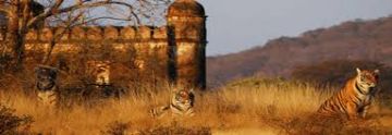 Experience 5 Days Ranthambhore Fort Wildlife Trip Package