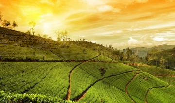 Pleasurable 5 Days Munnar Culture and Heritage Vacation Package