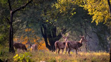 Kanha National Park Tour Package for 3 Days from Jabalpur