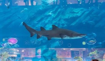 Family Getaway 6 Days DUBAI Shopping Vacation Package