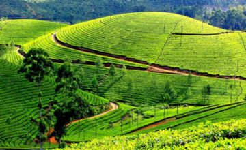 Ecstatic 5 Days Cochin, Munnar and Thekkady Wildlife Tour Package