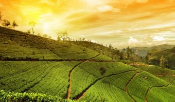 Amazing 4 Days 3 Nights Thekkady Shopping Vacation Package