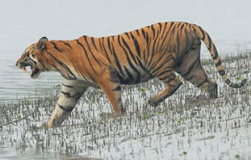 Magical 3 Days Kolkata with Sunderbans Holiday Package