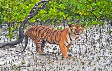 Pleasurable 3 Days 2 Nights Sunderbans Holiday Package