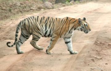 Beautiful 3 Days 2 Nights Nagpur with Tadoba National Park Wildlife Holiday Package