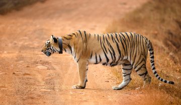 Best 4 Days Nagpur to Tadoba National Park Trip Package