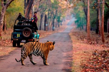Best 4 Days Nagpur to Tadoba National Park Trip Package