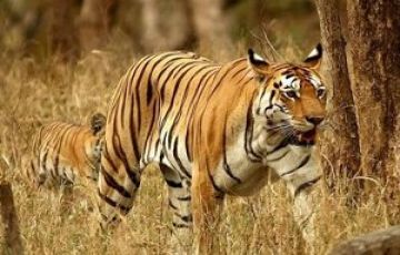 Ecstatic Tadoba National Park Wildlife Tour Package for 3 Days
