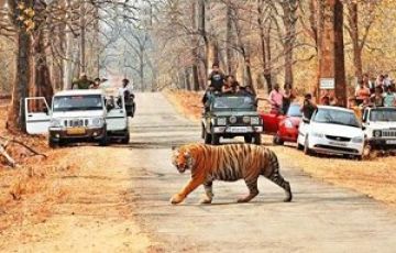 Magical 3 Days 2 Nights Nagpur and Tadoba National Park Trip Package