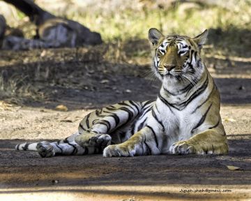 Ecstatic Nagzira National Park Wildlife Tour Package for 4 Days 3 Nights from Nagpur