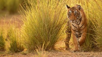 Pleasurable Tadoba National Park Wildlife Tour Package from Nagpur