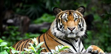 Best 3 Days 2 Nights Kolkata Wildlife Tour Package