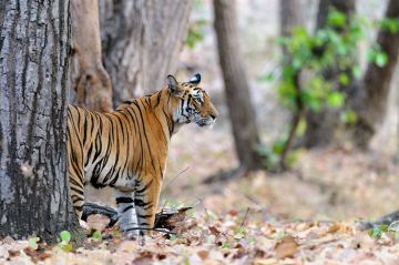 Best 3 Days 2 Nights Kolkata Wildlife Tour Package