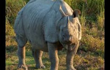 Pleasurable Kolkata Wildlife Tour Package for 3 Days 2 Nights