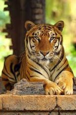 Family Getaway Sunderban National Park Wildlife Tour Package from Kolkata