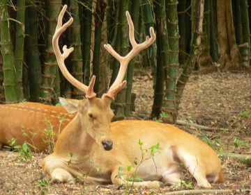 Memorable 3 Days 2 Nights Guwahati with Manas National Park Tour Package