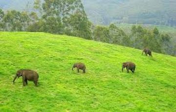 Best 4 Days 3 Nights Munnar Hill Stations Tour Package