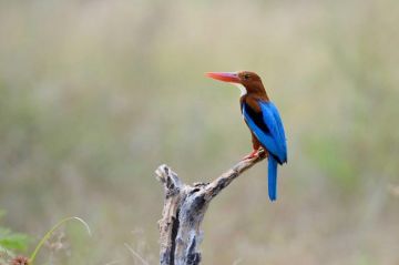 Ecstatic 4 Days Nameri National Park Wildlife Tour Package