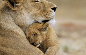 Best Gir National Park Tour Package for 3 Days