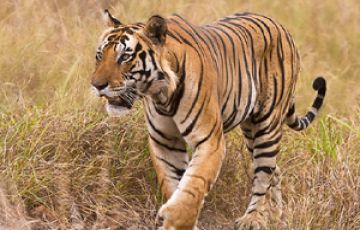 Amazing 3 Days Mumbai with Gir National Park Vacation Package