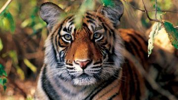 Amazing 4 Days 3 Nights Mumbai, Junagadh with Gir National Park Wildlife Vacation Package