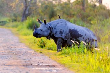 Amazing 4 Days 3 Nights Mumbai, Junagadh with Gir National Park Wildlife Vacation Package