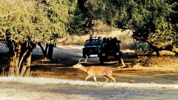 Family Getaway 3 Days Delhi to Ranthambore Tour Package