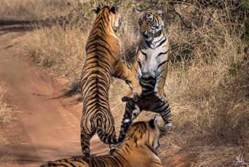 Family Getaway 3 Days Delhi to Ranthambore Tour Package