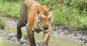 Memorable 3 Days 2 Nights Delhi with Sariska Wildlife Trip Package