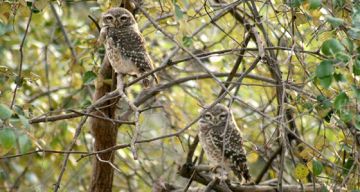 Memorable 3 Days 2 Nights Delhi with Sariska Wildlife Trip Package