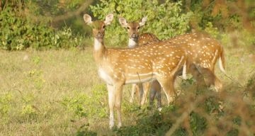 Memorable 3 Days 2 Nights Delhi with Sariska Wildlife Trip Package