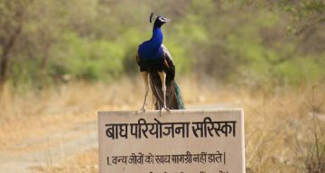 Beautiful 3 Days 2 Nights Delhi with Sariska National Park Wildlife Trip Package