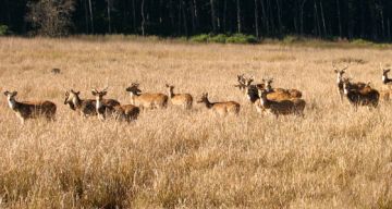 Magical 3 Days Delhi to Rajaji National Park Wildlife Tour Package