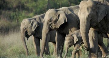 Magical 3 Days Delhi to Rajaji National Park Wildlife Tour Package