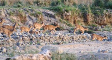 Magical 3 Days Delhi to Rajaji National Park Wildlife Tour Package