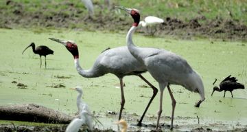 Amazing 3 Days Delhi to Bharatpur Weekend Getaways Trip Package