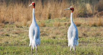 Amazing 3 Days Sultanpur Weekend Getaways Vacation Package