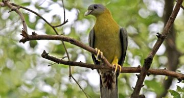 Family Getaway 3 Days Delhi to Corbett National Park Wildlife Holiday Package