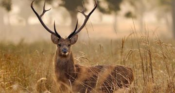 Memorable 3 Days Bandipur with Nagpur Weekend Getaways Tour Package