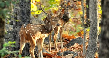 Heart-warming Pench Tour Package from Nagpur