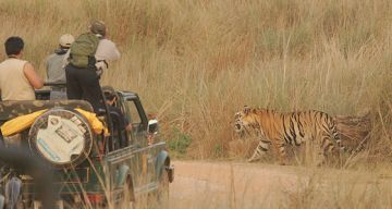 Heart-warming Pench Tour Package from Nagpur